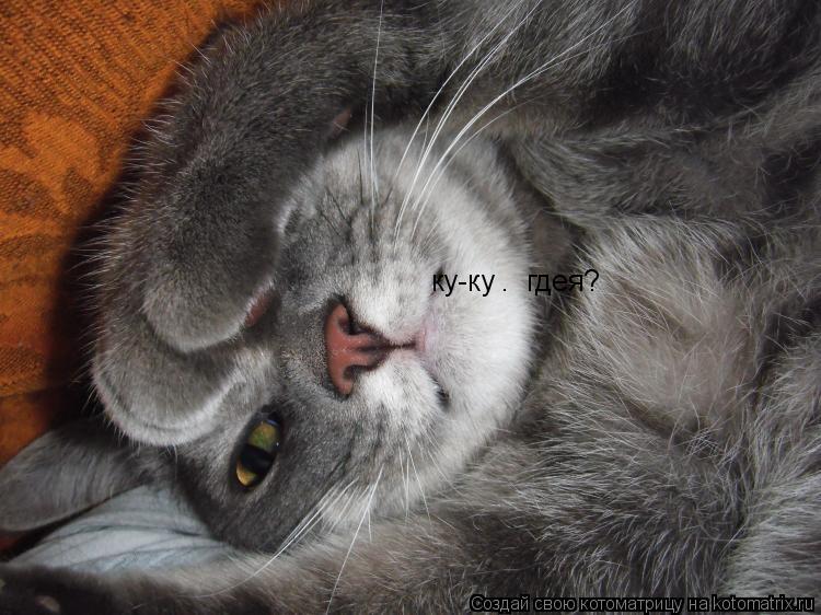Котоматрица: ку-ку .  гдея?