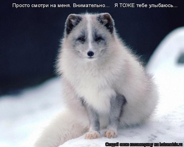 Котоматрица: Просто смотри на меня. Внимательно...   Я ТОЖЕ тебе улыбаюсь...