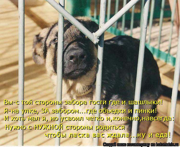 Котоматрица: Вы-с той стороны забора гости где и шашлыки! Я-на улке, ЗА забором...где объедки и пинки! И хоть мал я, но усвоил четко и,конечно,навсегда: Нужно