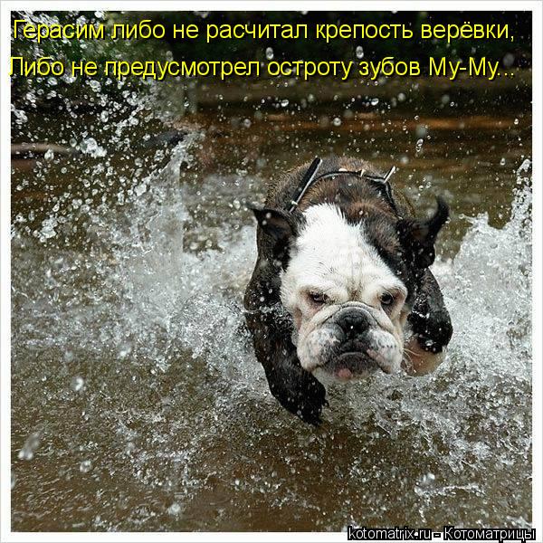 Котоматрица: Герасим либо не расчитал крепость верёвки, Либо не предусмотрел остроту зубов Му-Му...