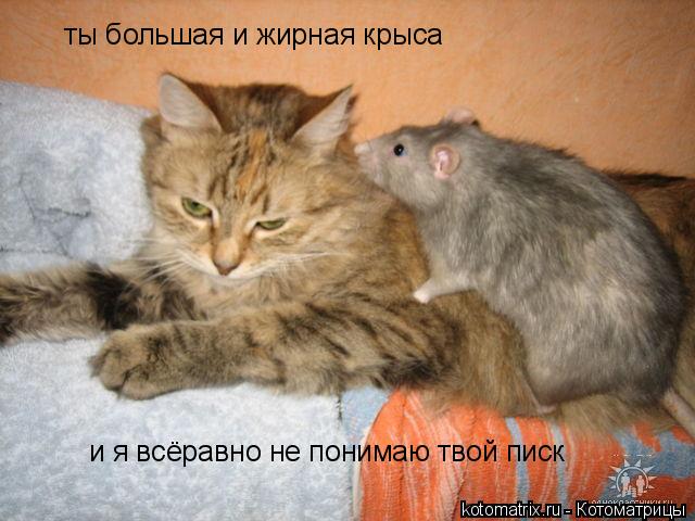 Котоматрица: ты большая и жирная крыса и я всёравно не понимаю твой писк