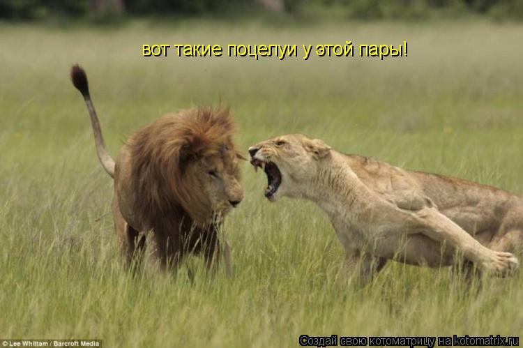 Котоматрица: вот такие поцелуи у этой пары!