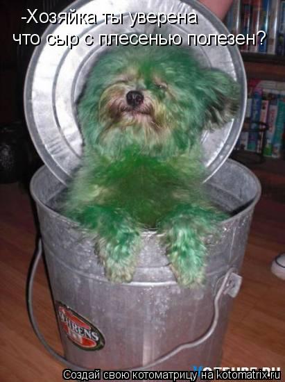 Котоматрица: -Хозяйка ты уверена что сыр с плесенью полезен? -Хозяйка ты уверена    что сыр с плесенью полезен?