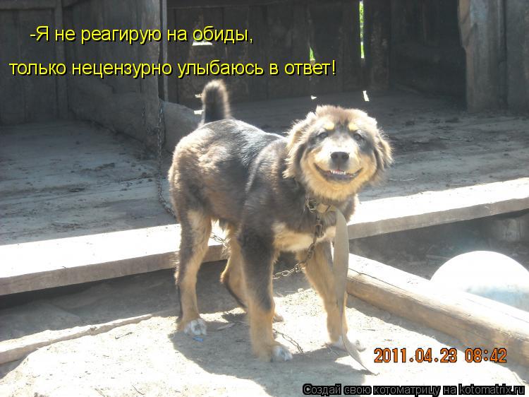 Котоматрица: -Я не реагирую на обиды, только нецензурно улыбаюсь в ответ!