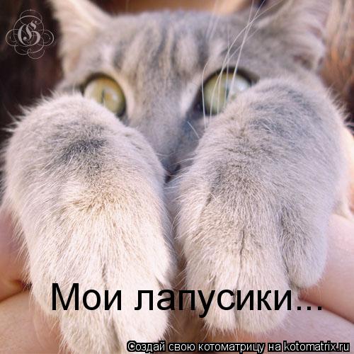 Котоматрица: Мои лапусики...