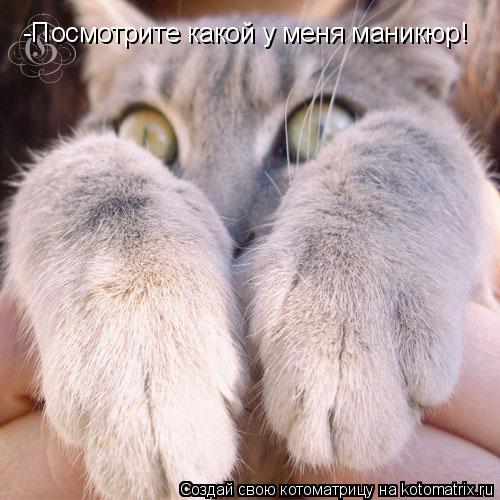 Котоматрица: -Посмотрите какой у меня маникюр!