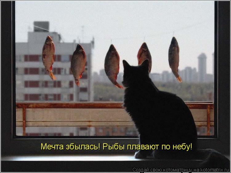 Котоматрица: Мечта збылась! Рыбы плавают по небу!