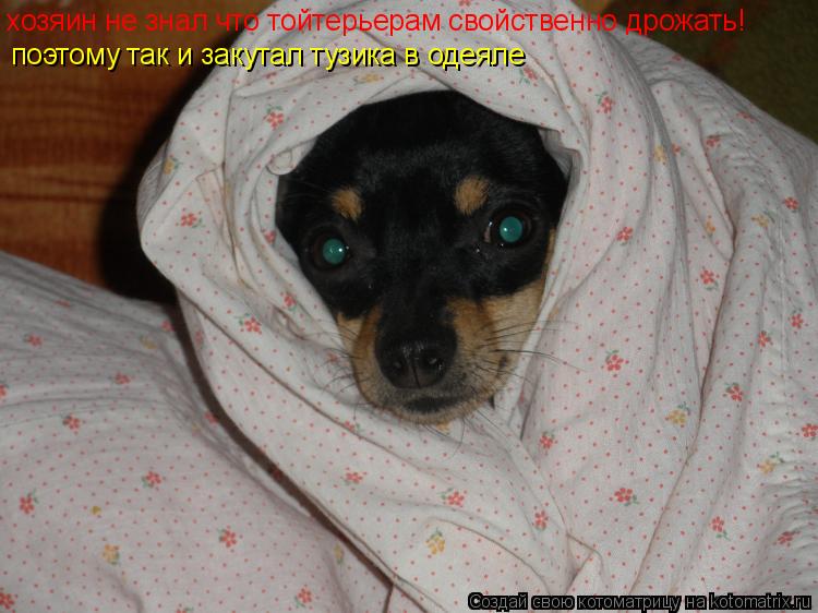 Котоматрица: хозяин не знал что тойтерьерам свойственно дрожать! поэтому так и закутал тузика в одеяле