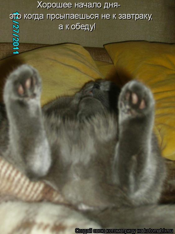Котоматрица: Хорошее начало дня- это когда прсыпаешься не к завтраку, а к обеду!