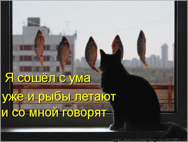 Котоматрица: Я сошёл с ума уже и рыбы летают и со мной говорят