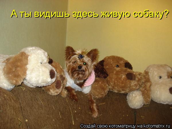 Котоматрица: А ты видишь здесь живую собаку?