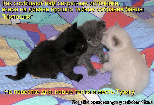 Котоматрица: Как сообщают нам секретные источники, вчера на диване прошло тайное собрание банды "Милашки". На повестке дня: новые тапки и месть Тузику.