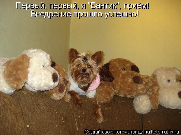 Котоматрица: Первый, первый, я "Бантик", приём! Внедрение прошло успешно!
