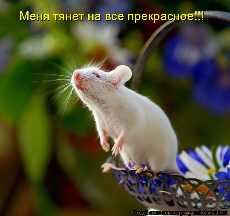Котоматрица: Меня тянет на все прекрасное!!!