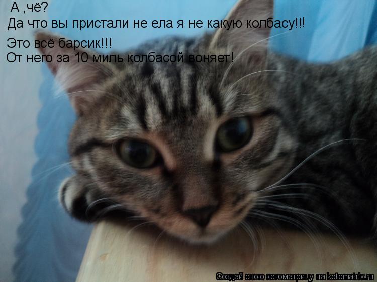 Котоматрица: А ,чё? Да что вы пристали не ела я не какую колбасу!! ! Это всё барсик!!! От него за 10 миль колбасой воняет!