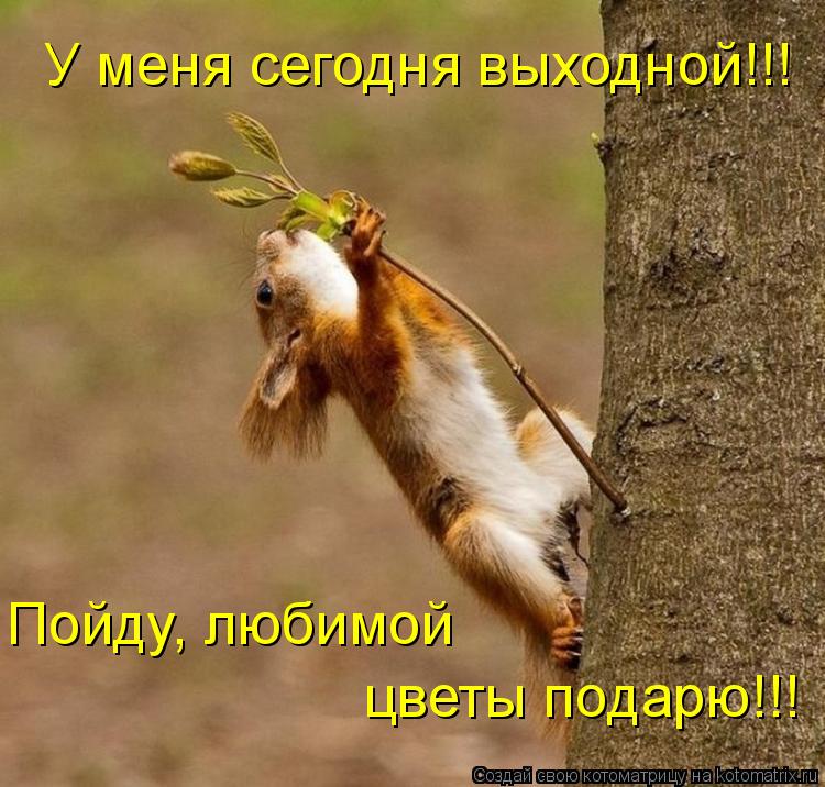 Котоматрица: У меня сегодня выходной!!! Пойду, любимой  цветы подарю!!!