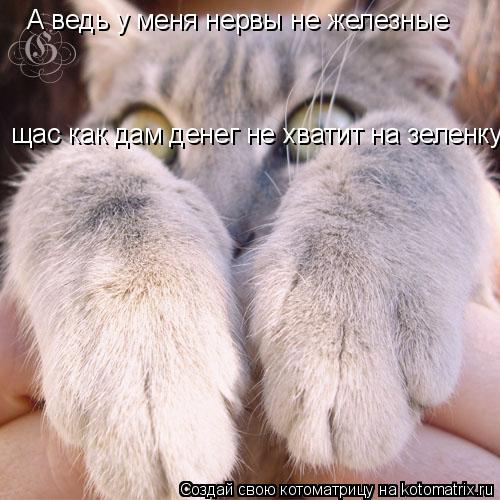 Котоматрица: А ведь у меня нервы не железные щас как дам денег не хватит на зеленку