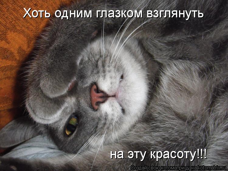 Котоматрица: Хоть одним глазком взглянуть на эту красоту!!!