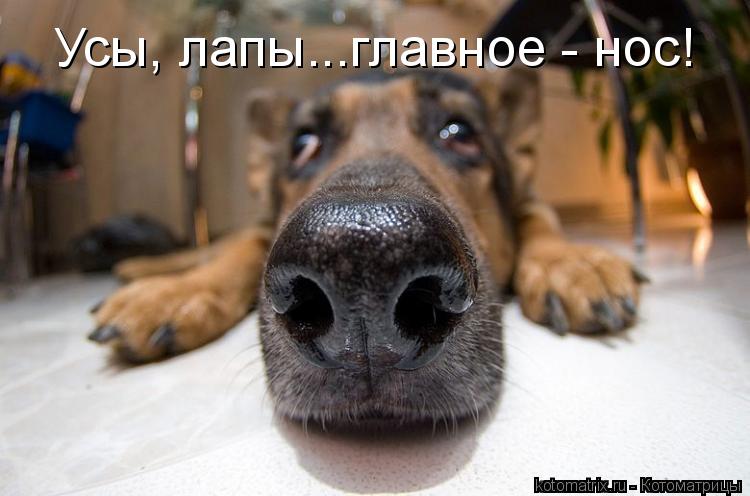 Котоматрица: Усы, лапы...главное - нос!