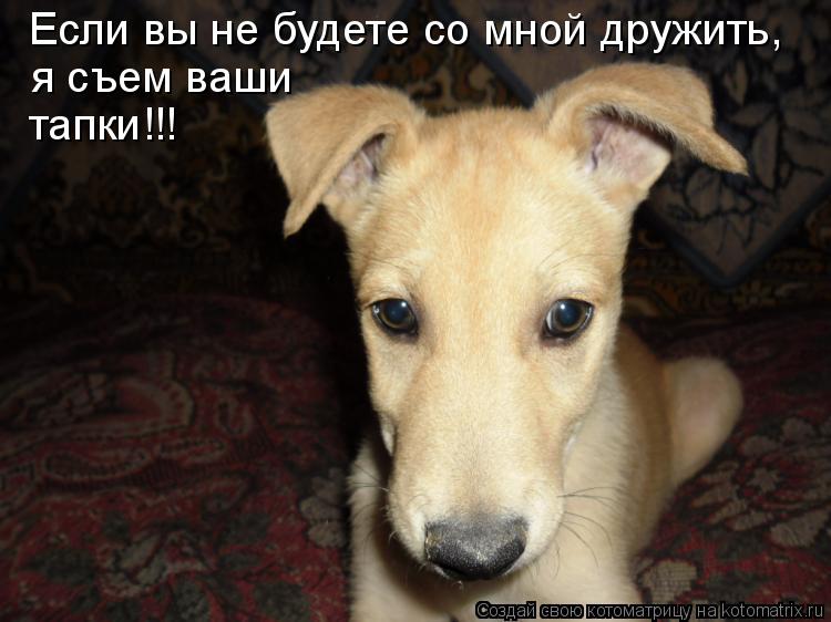 Котоматрица: Если вы не будете со мной дружить, я съем ваши тапки!!!