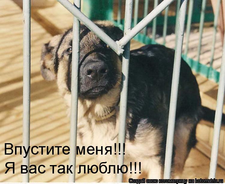 Котоматрица: Впустите меня!!! Я вас так люблю!!!