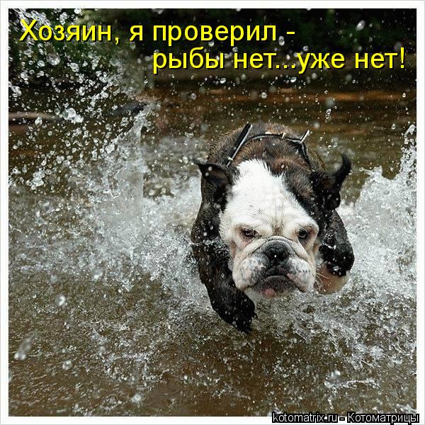 Котоматрица: Хозяин, я проверил - рыбы нет...уже нет!