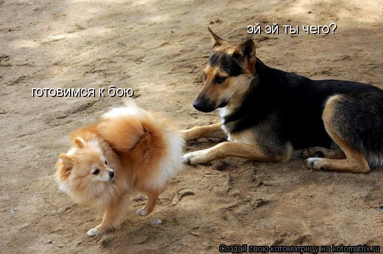 Котоматрица: готовимся к бою эй эй ты чего?