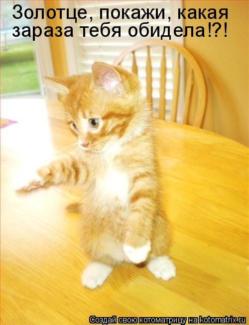 Котоматрица: Золотце, покажи, какая зараза тебя обидела!?!