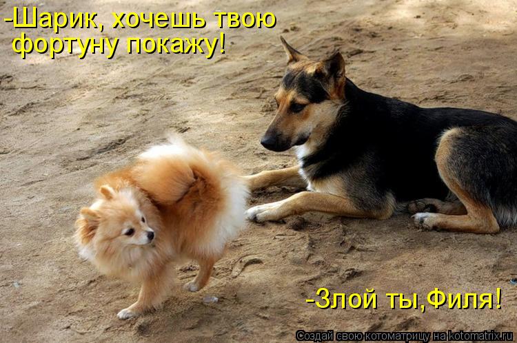 Котоматрица: -Шарик, хочешь твою  фортуну покажу! -Злой ты,Филя!