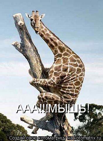 Котоматрица: ААА!!!МЫШЬ!