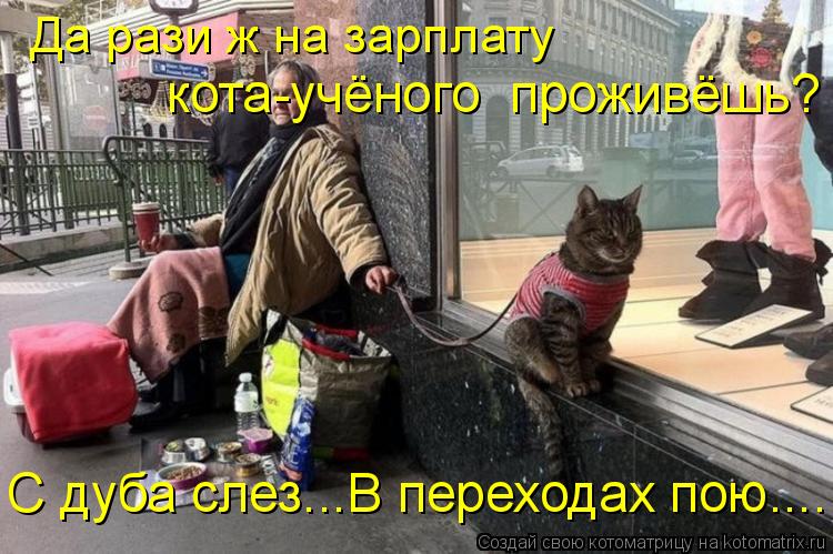 Да рази ж на зарплату кота-учёного проживёшь? С дуба слез...В переходах пою....... Котоматрица: Да рази ж на зарплату кота-учёного проживёшь? С дуба слез...В переходах пою....