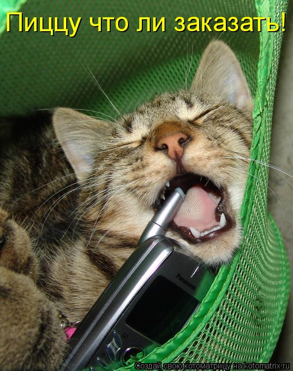 Котоматрица: Пиццу что ли заказать!