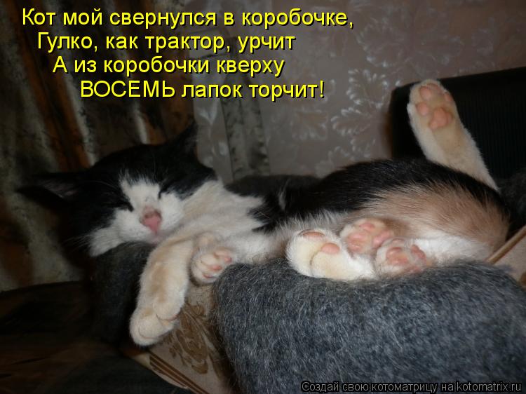 Котоматрица: Кот мой свернулся в коробочке, Гулко, как трактор, урчит А из коробочки кверху ВОСЕМЬ лапок торчит!