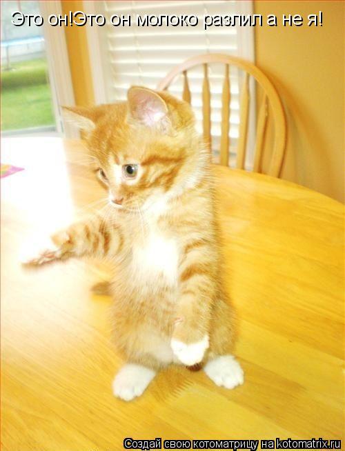 Котоматрица: Это он!Это он молоко разлил а не я!