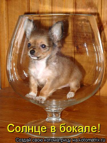 Котоматрица: Солнце в бокале!