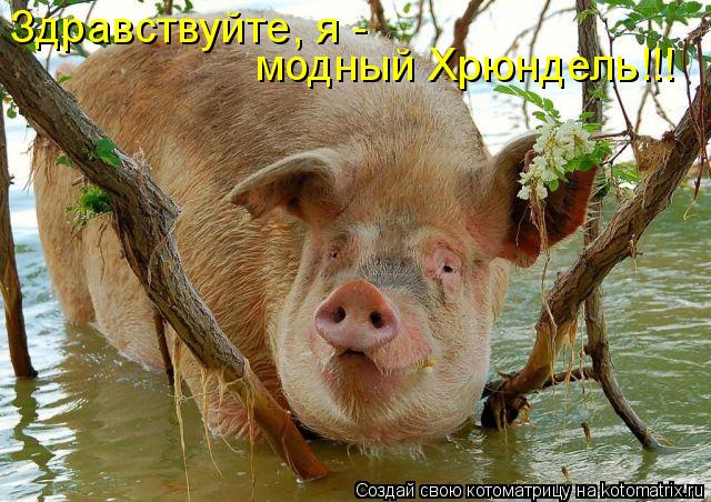 Котоматрица: модный Хрюндель!!! Здравствуйте, я -