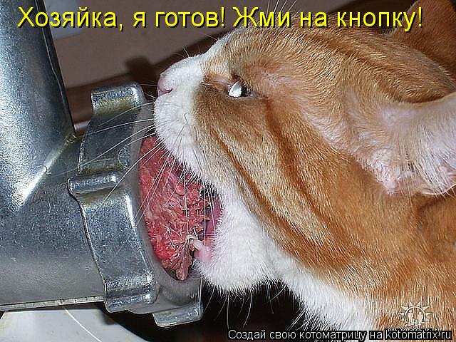 Котоматрица: Хозяйка, я готов! Жми на кнопку!