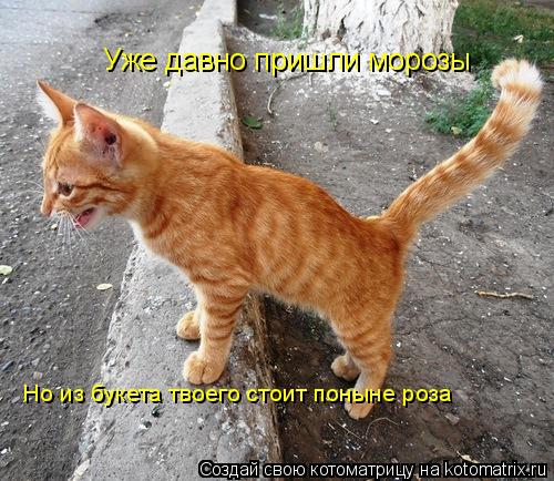 Котоматрица: Уже давно пришли морозы Но из букета твоего стоит поныне роза