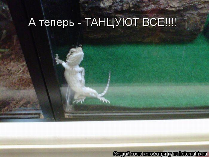 Котоматрица: А теперь - ТАНЦУЮТ ВСЕ!!!!