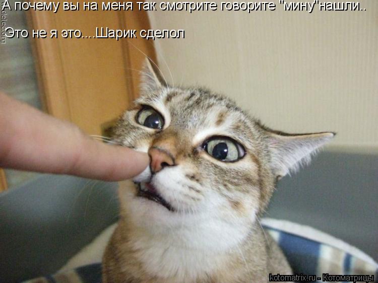 Котоматрица: А почему вы на меня так смотрите говорите "мину"нашли.. Это не я это....Шарик сделол