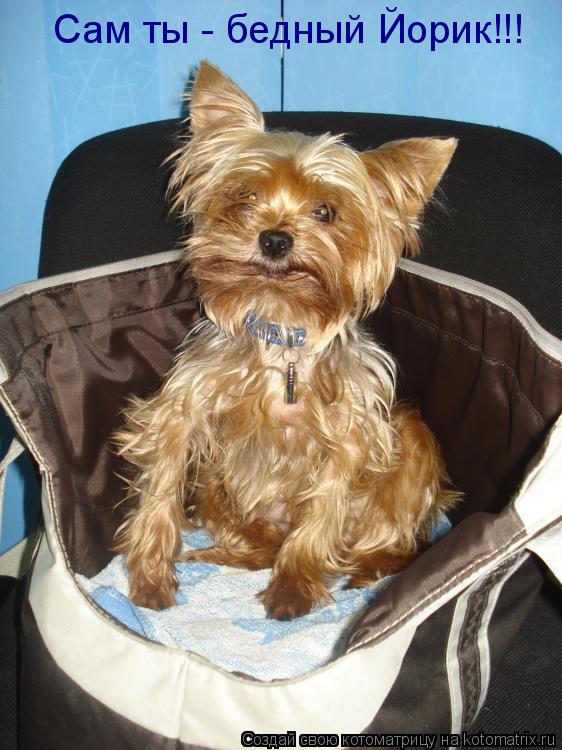 Котоматрица: Сам ты - бедный Йорик!!!