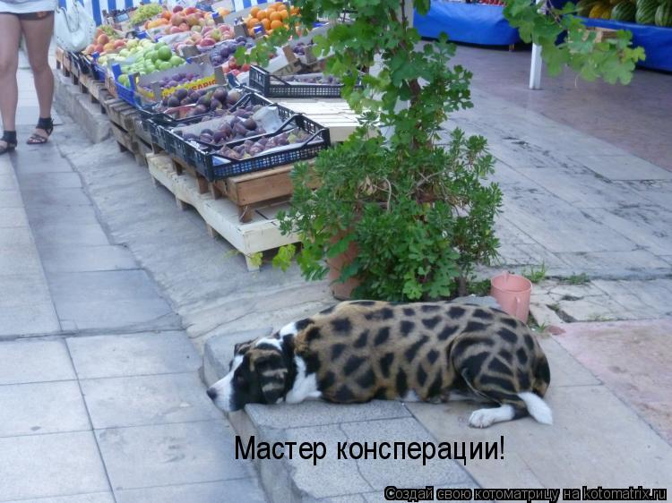 Котоматрица: Мастер консперации!