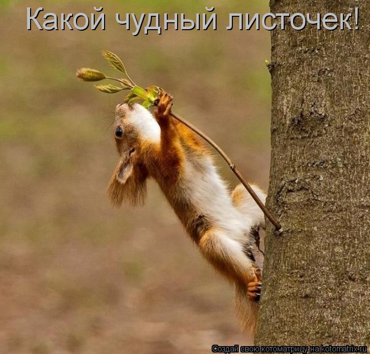 Котоматрица: Какой чудный листочек!