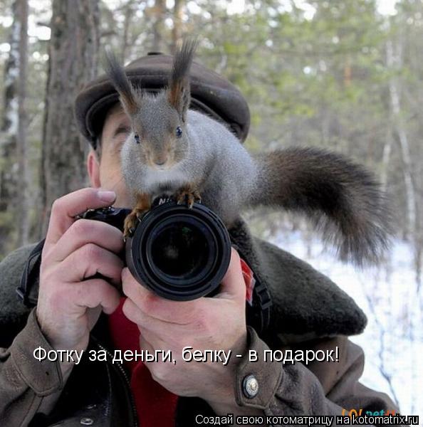Фотку за деньги, белку - в подарок!... Котоматрица: Фотку за деньги, белку - в подарок!