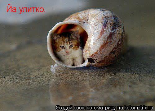 Котоматрица: Йа улитко.