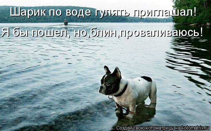 Котоматрица: Шарик по воде гулять приглашал! Я бы пошел, но,блин,проваливаюсь!