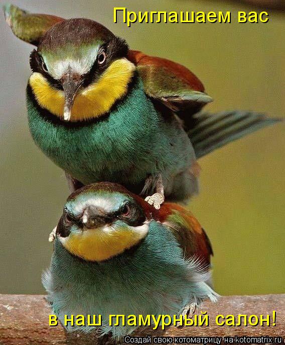 Котоматрица: Приглашаем вас  в наш гламурный салон!