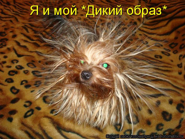 Котоматрица: Я и мой *Дикий образ*