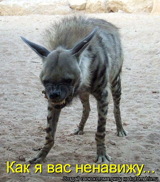 Котоматрица: Как я вас ненавижу...