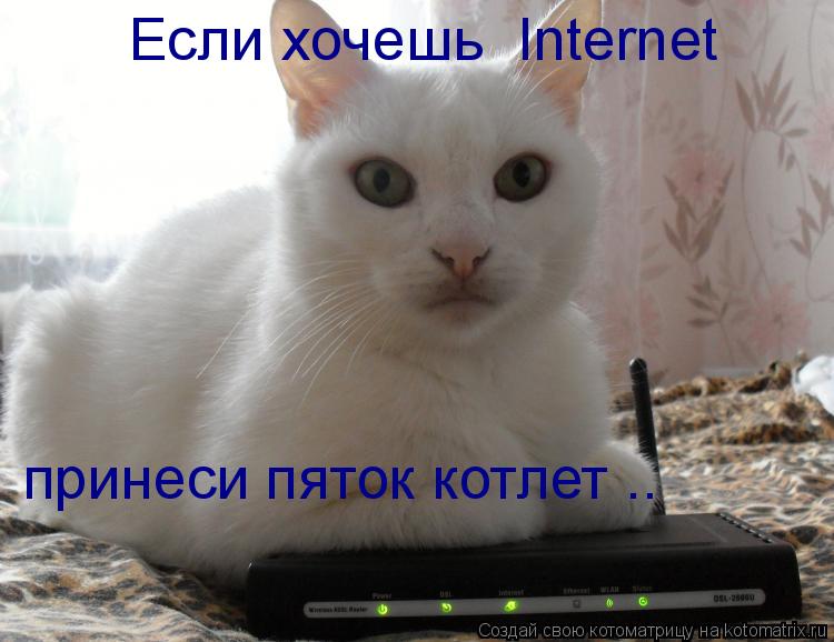 Котоматрица: Если хочешь  Internet принеси пяток котлет ..
